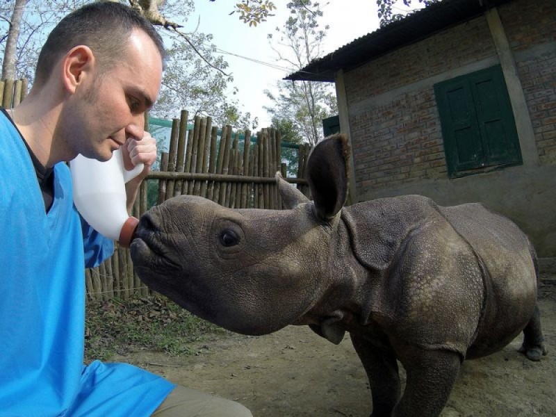 We wrocławskim zoo ratują nosorożce (ZDJĘCIA) - materiały prasowe
