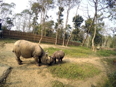 We wrocławskim zoo ratują nosorożce (ZDJĘCIA) - 8