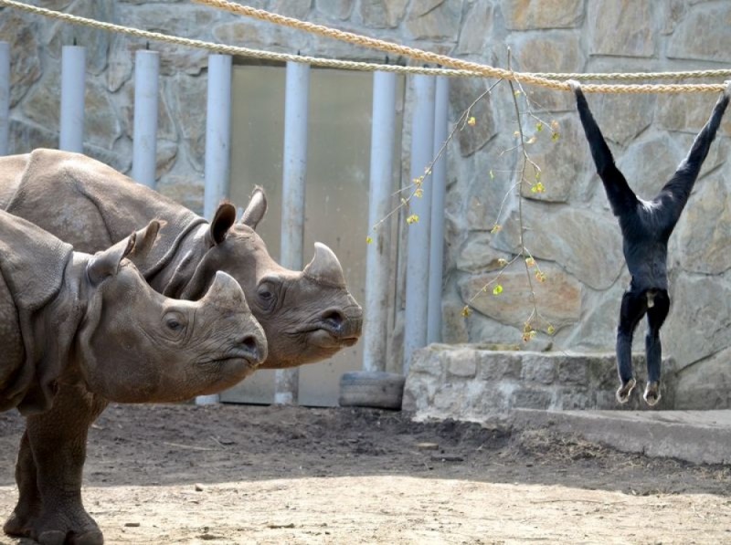 Zoo Wrocław: Wiosna radosna (ZDJĘCIA) –