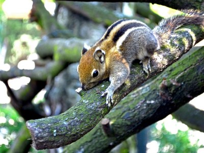 Zoo Wrocław: Wiosna radosna (ZDJĘCIA) - 0