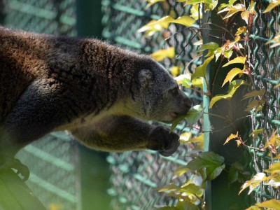 Zoo Wrocław: Wiosna radosna (ZDJĘCIA) - 9
