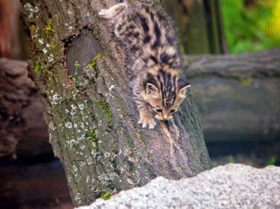 Zoo Wrocław: Wiosna radosna (ZDJĘCIA) - 10