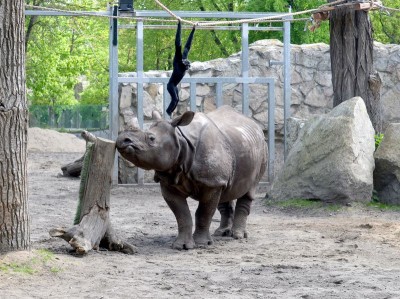 Zoo Wrocław: Wiosna radosna (ZDJĘCIA) - 15