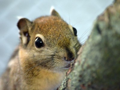 Zoo Wrocław: Wiosna radosna (ZDJĘCIA) - 1