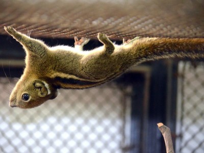 Zoo Wrocław: Wiosna radosna (ZDJĘCIA) - 2