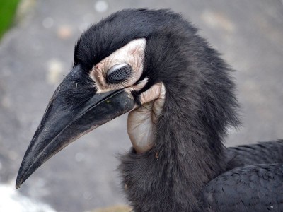 Zoo Wrocław: Wiosna radosna (ZDJĘCIA) - 5