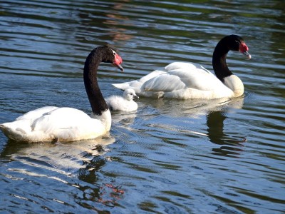 Zoo Wrocław: Wiosna radosna (ZDJĘCIA) - 6