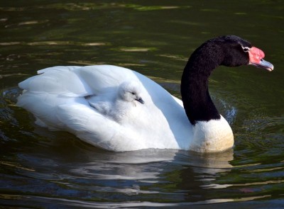 Zoo Wrocław: Wiosna radosna (ZDJĘCIA) - 7