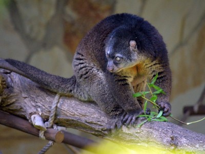 Zoo Wrocław: Wiosna radosna (ZDJĘCIA) - 8