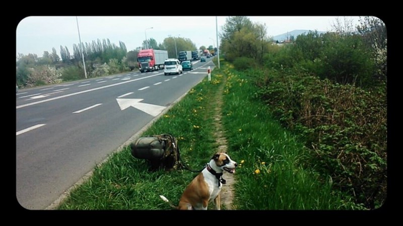 To prawdziwy pies, który jeździ koleją - fot. Facebook