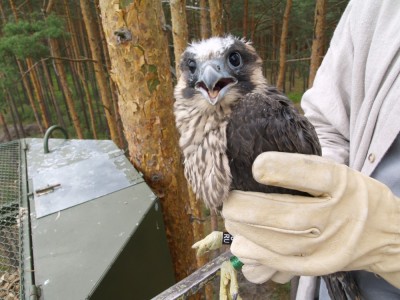 W lesie pod Żmigrodem wylęgły się młode sokoły wędrowne (FOTO)