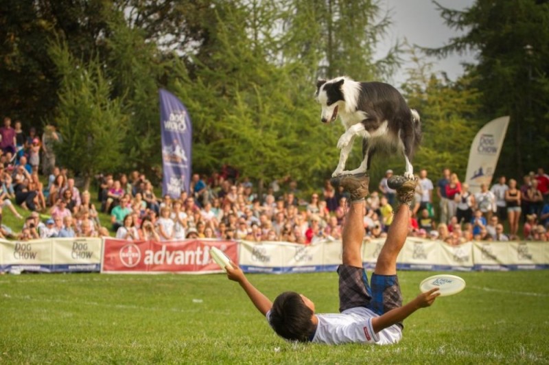Psy z całej Polski przyjadą do Wrocławia na zawody dogfrisbee - fot. Alicja Zmysłowska