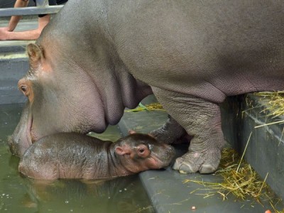 Narodziny w ZOO we Wrocławiu: Na świat przyszedł hipopotam