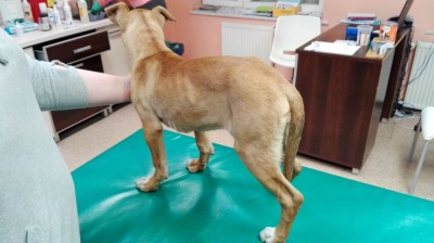 Znęcał się nad psami. Grozi mu 100.000 złotych kary i więzienie