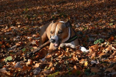 Łysa świnka i amstaff z kłopotami (PORADNIK)