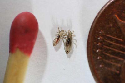 Świdnicki sanepid ostrzega przed wszawicą - Wszy (Fot. Wikipedia / Deutsche Pediculosis Gesellschaft e.V.)