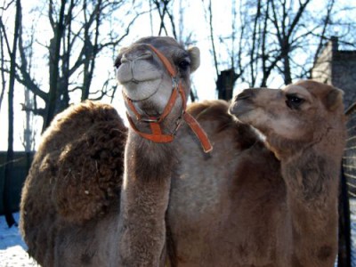 Nowi mieszkańcy wrocławskiego zoo (Zobacz) - 0