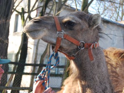 Nowi mieszkańcy wrocławskiego zoo (Zobacz) - 2