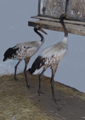 Nowi mieszkańcy wrocławskiego zoo (Zobacz) - 5