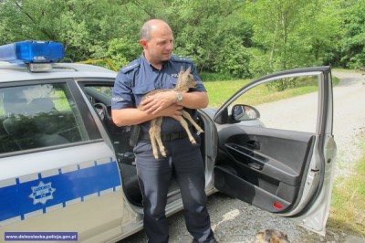 Jaworscy policjanci uratowali młodą sarnę
