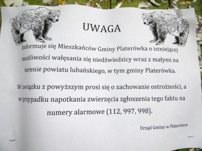 Uwaga na niedźwiedzie! - 