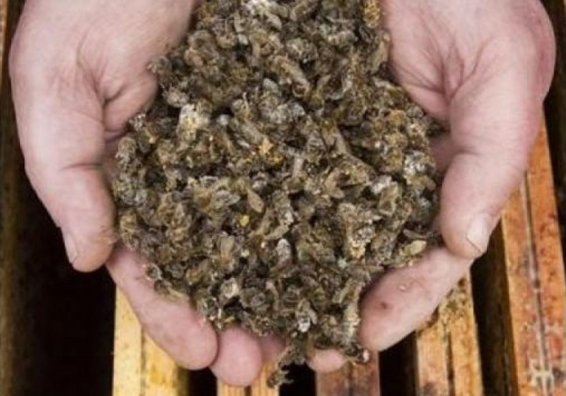 Tysiące martwych pszczół w Szczepanowie koło Środy Śląskiej - fot. greenpeace.org