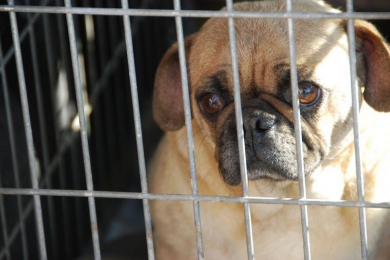 Chcieli ratować psy, prokurator zarzucił im kradzież - 