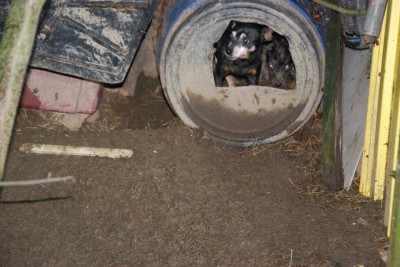 Chcieli ratować psy, prokurator zarzucił im kradzież - 1