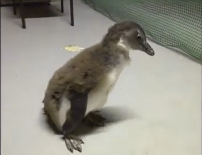 Pingwin łyka jak pelikan (WIDEO) - 
