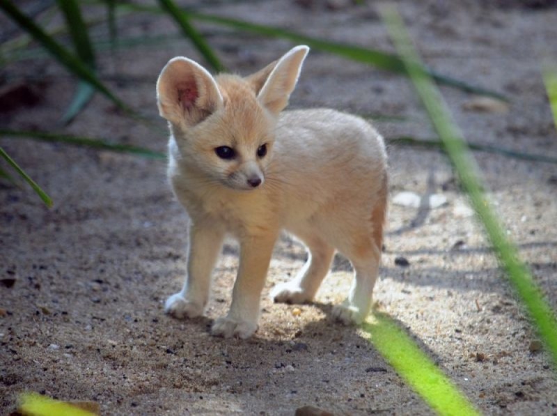 We wrocławskim ZOO przyszły na świat trzy małe fenki [ZDJĘCIA] - Zdjęcia: ZOO Wrocław