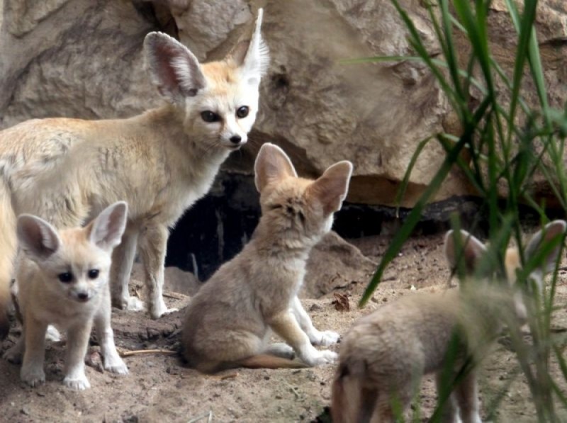 ZOO we Wrocławiu ujawnia wielką tajemnicę! - mat. UM Wrocław
