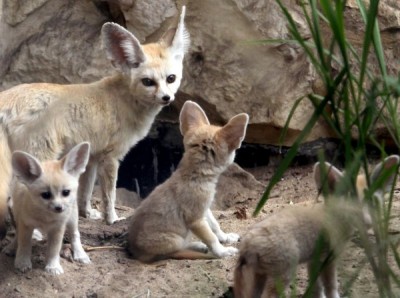 ZOO we Wrocławiu ujawnia wielką tajemnicę!