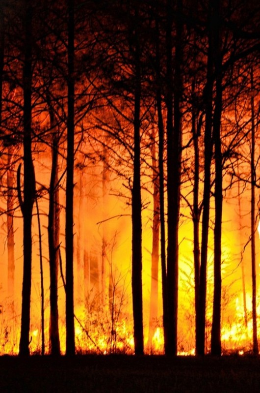 Płonie las w okolicach Wałbrzycha - 
