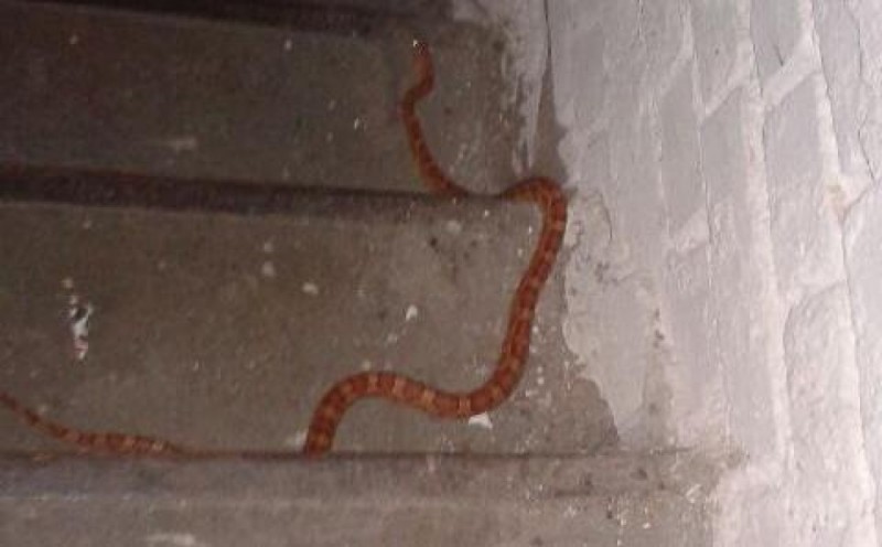 Egzotyczny wąż schwytany w Świdnicy. Niestety znów uciekł - Zdjęcia użyczone przez portal swidnica24.pl