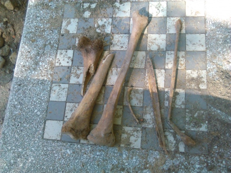 Ludzkie szczątki odnalezione w okolicy Parku Andersa - 