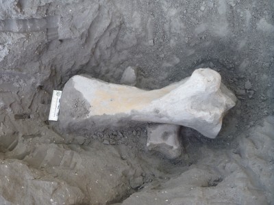 Przy drodze S3 znaleźli szczątki nosorożca sprzed ponad 100 tys. lat! - 2
