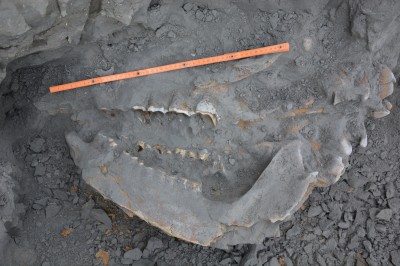 Przy drodze S3 znaleźli szczątki nosorożca sprzed ponad 100 tys. lat! - 3