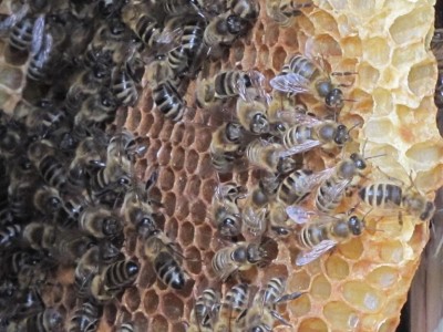 Dzień Pszczoły w Parku Narodowym Gór Stołowych - 3