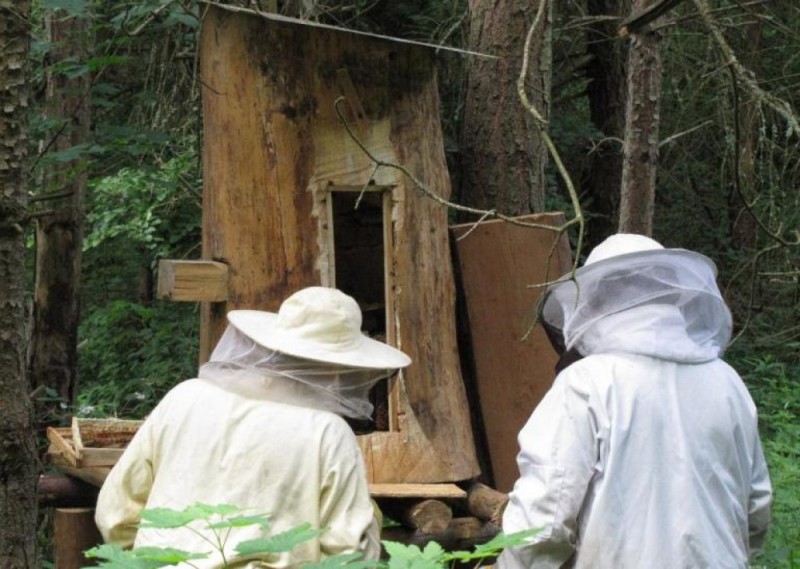 W Górach Stołowych pszczoły żyją dziko w kłodach bartnych - fot. Park Narodowy Gór Stołowych