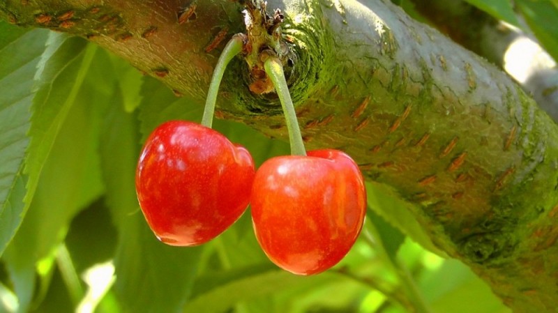 Owoce goyi, kwaśne deszcze i marna łutówka (PORADNIK) - pixabay.com