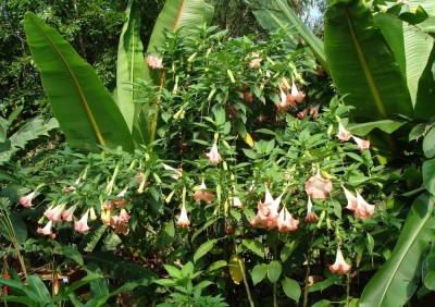 Datura, jagoda kamczacka i domek letniskowy (PORADNIK)