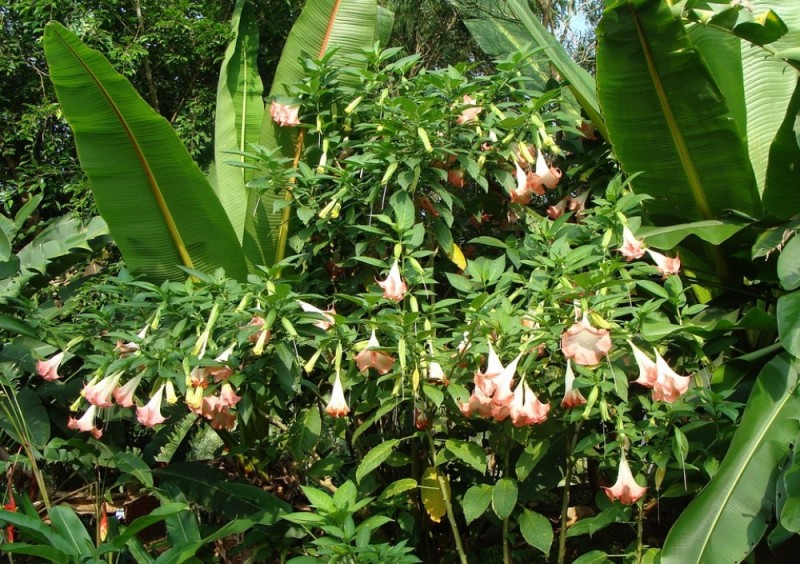 Datura, jagoda kamczacka i domek letniskowy (PORADNIK) -