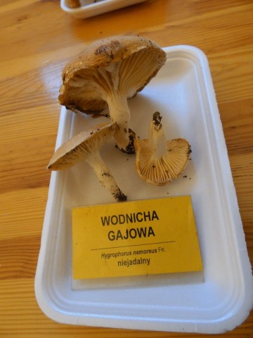 Grzybów jak na lekarstwo... - 15