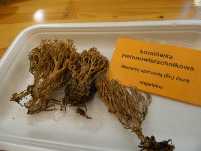 Grzybów jak na lekarstwo... - 17