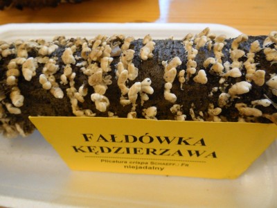 Grzybów jak na lekarstwo... - 19