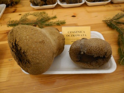 Grzybów jak na lekarstwo... - 4