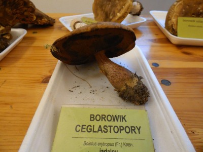 Grzybów jak na lekarstwo... - 7