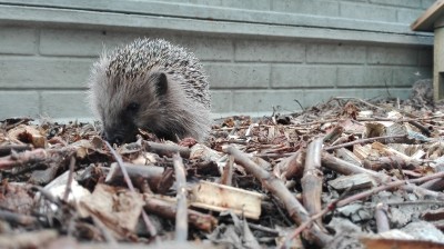 Kłodzkie jeże mają nowy dom - 2