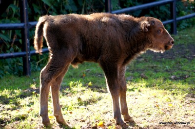 Powiększyła się żubrza rodzina w ZOO [GALERIA] - 0