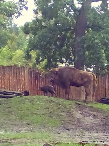 Powiększyła się żubrza rodzina w ZOO [GALERIA] - 9